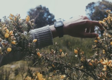 То, что нужно знать про чай из медового куста ханибуш